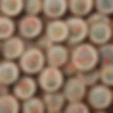A collection of vintage wooden embroidery hoops displayed artistically