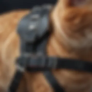 Close-up of the material and stitching of a cat harness